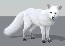 Arctic Fox Iray 3d Model Model Arctic Fox