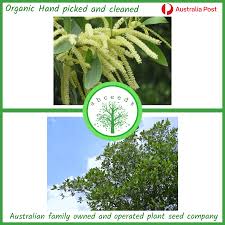 Image result for Acacia mangium