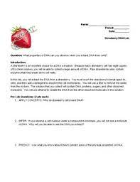 Then alcohol is added to cause the dna to precipitate out. Strawberry Dna Extraction Lab Questions Worksheets Teaching Resources Tpt