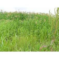 Image result for Bolboschoenus