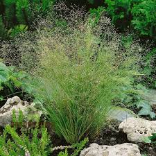 Image result for Agrostis isopholis