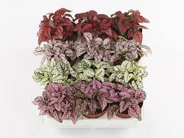 Image result for Hypoestes