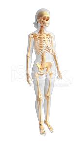 Rib cage, basketlike skeletal structure that forms the chest, or thorax, made up of the ribs and their corresponding attachments to the sternum and the vertebral column. Female Skeleton Side View Stock Photos Freeimages Com