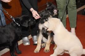 Becoming A Pet Owner Raising Golden Retriever Puppies Puppy Toob