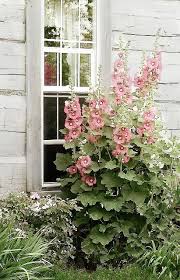 Wendymerle Cottage Garden Design Cottage Garden Plants English Cottage Garden