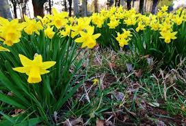 La rosa, il fiore più conosciuto al mondo per bellezza e per le calde tonalità dei suoi profumatissimi petali. Narciso Coltivazione