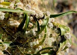 Image result for Cuscuta planiflora