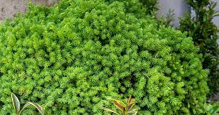 Image result for Cryptomeria