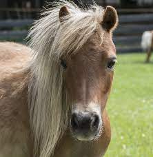 10 Fun Facts About Miniature Horses Forever Horse Crazy