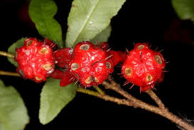 Image result for Ochna serrulata