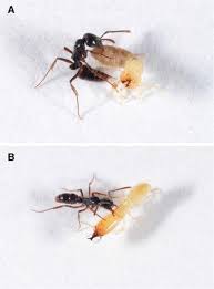 So, what gives asian needle ants (brachyponera chinensis or pachycondyla chinensis) an edge over the competition? The Trojan Horse Approach For Managing Invasive Ants A Study With Asian Needle Ants Pachycondyla Chinensis Springerlink