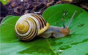 Los animales invertebrados son los más numerosos del planeta y sus principales características son que no poseen un esqueleto interno articulado ni columna vertebral. Animales Invertebrados Y Vertebrados Con Sus Caracteristicas