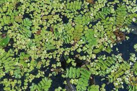 Image result for Salviniaceae