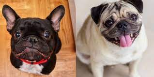 These dogs are of small sizes and posses the physical attributes of both their parents. The Frug French Bulldog Pug Mix