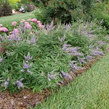 Image result for Vitex franceseana