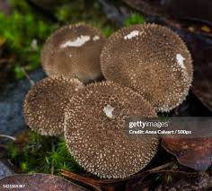 Image result for Scleroderma geaster