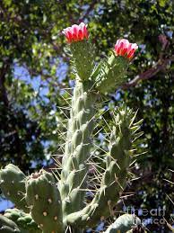 Unfortunately, they remain open for a few days; Cactus Photograph Big Cactus With Red Flowers By Sofia Metal Queen Red Flowers Nature Plants Nature Photography
