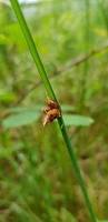 Image result for Schoenoplectus sp.no.3