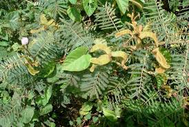 Image result for Mimosa pigra