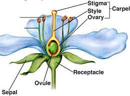 The stigma, the style, and the ovary. Male And Female Reproductive Organs Of A Flower Parts Of A Flower Flower Reproduction Female Reproductive System