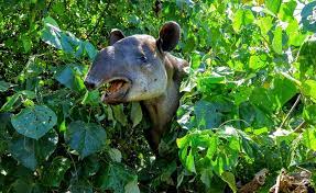 Costa rica präsentiert sich mit einer vielfalt, die jeden verzaubert. Costa Ricas Tierwelt Welche Tiere Gibt Es Zu Sehen