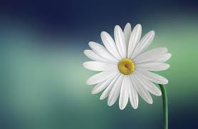 Flower Art Print By Bess Hamiti Flower Wallpaper Laptop Wallpaper Daisy Flower