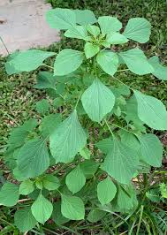 Image result for Acalypha ciliata