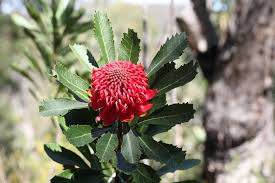 Image result for Telopea