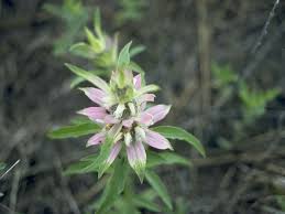 Check spelling or type a new query. Monarda Punctata Jersey Friendly Yards