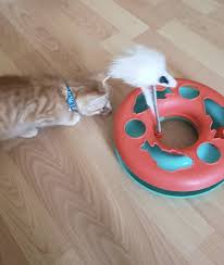 We did not find results for: 17 Puzzles On Amazon That Actually Challenge Cats