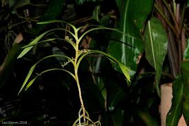 Image result for Tridactyle hurungweensis