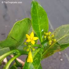 Image result for Psychotria ceratoloba
