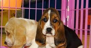 Gooddog.com has been visited by 10k+ users in the past month Miniature Basset Hound Puppies For Sale In Florida