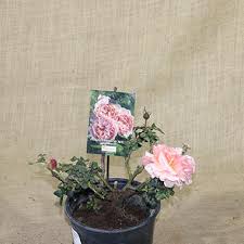 Introduced in australia by treloar roses in 2019 as 'princesse charlène de monaco'. Princess Charlene De Monaco