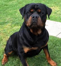 How Often How Much To Feed Meisterhunde Rottweilers