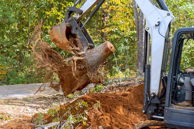 Small tree / root removal