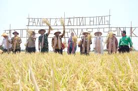 Padi termasuk kedalam genus oryza yang tergolong kedalam rumpun oryzeae dalam familia gramineae. Padi Rojolele Srinar Dan Srinuk Mulai Dikenalkan Ke Publik Pemerintah Provinsi Jawa Tengah