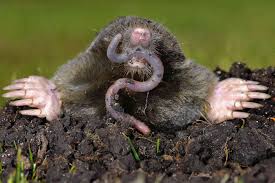Check spelling or type a new query. How To Get Rid Of Moles In Your Yard