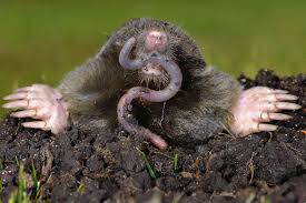 We did not find results for: How To Get Rid Of Moles In Your Yard
