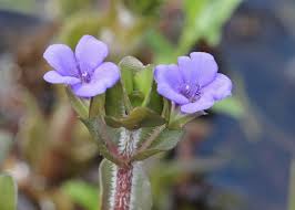 Image result for foto bacopa