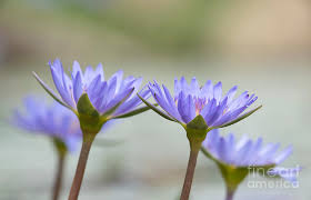 Image result for Nymphaea nouchali