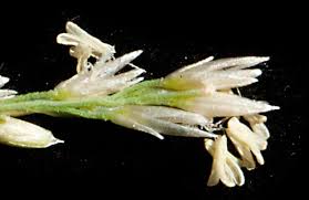 Image result for Sporobolus bechuanicus