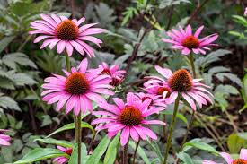 Image result for Echinacea purpurea `Magnus`