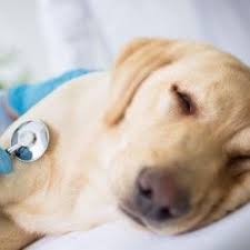 Les 8 Indispensables De La Trousse De Secours Du Chien Comment Dresser Un Chiot Chien Trousse De Secours