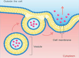 Maybe you would like to learn more about one of these? Which Organelles Are Responsible For The Movement In And Of The Cell Quora