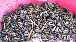 Dengan menggunakan royco dan em4. Budidaya Maggot Pakan Alternatif Ternak