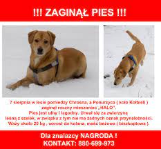 Pupila możecie zobaczyć na zdjęciu w naszej galerii. Zaginal Pies W Lesie Ponurzyckim Kolo Kolbieli Ogloszenia 215353 Iotwock Info