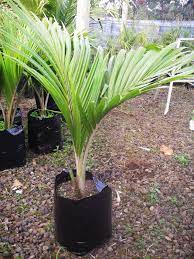 Coast palms and cycads only freights within new zealand. New Zealand Native Palms Trees At Clearance Prices