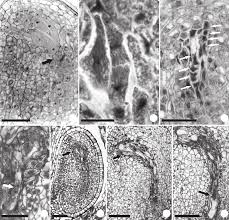 Image result for Rutidea fuscescens