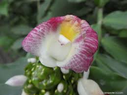 Image result for foto moud Forsterův